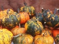 A group of miniature orange and green pumpkins.
