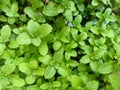 Group of mint plant leaves green mint plant