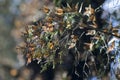 A group of Monarch butterflys Mexico Valle de Bravo