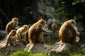 Group of Monkey sitting by the pond. The rhesus macaque Royalty Free Stock Photo