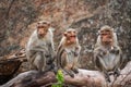 Group of Monkey waiting for food