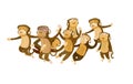 Group of monkeys