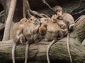 A group of monkeys Royalty Free Stock Photo