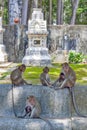 Group of monkeys at Ku Phra Kona Temple in Roi Et province, Northeastern Thailand