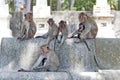 Group of monkeys at Ku Phra Kona Temple in Roi Et province, Northeastern Thailand Royalty Free Stock Photo