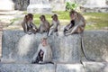 Group of monkeys at Ku Phra Kona Temple in Roi Et province, Northeastern Thailand