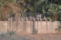 Group of monkeys with long tail sitting on wall Royalty Free Stock Photo