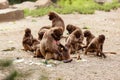 A group of monkeys macaques on the ground in the park in their daily life Royalty Free Stock Photo