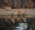 Group of monkeys near a pond Royalty Free Stock Photo