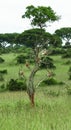 Group of monkeys resting on a big tree on the savanna background in the park Murchison Falls Royalty Free Stock Photo