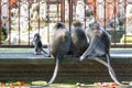 Group of monkeys sitting back to camera