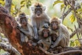a group of monkeys sitting on a tree