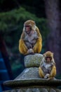 Indian Monkeys Family Team Royalty Free Stock Photo