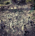Group of monkeys view of forest Royalty Free Stock Photo