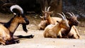 Group of Montecristo goats Capra hircus ruminate in their enclosure. The breed lives in the wild on the Tuscan island of Montecr Royalty Free Stock Photo