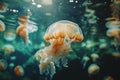 A group of moon jellyfish gracefully swim through the water in a public aquarium, A quiet, contemplative scene of jellyfish Royalty Free Stock Photo