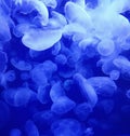 Moon Jellies 2 Royalty Free Stock Photo