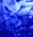 Moon Jellies Royalty Free Stock Photo