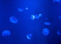 Group of Moon Jellyfish Swim Underwater Royalty Free Stock Photo