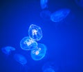 Group of Moon Jellyfish Swim Underwater Royalty Free Stock Photo