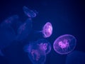 Group of Moon Jellyfish Swim Underwater Royalty Free Stock Photo