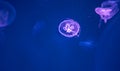 Moon Jellyfish Swim Underwater Royalty Free Stock Photo