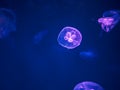 Moon Jellyfish Swim Underwater Royalty Free Stock Photo