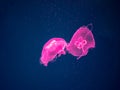 Moon Jellyfish Swim Underwater Royalty Free Stock Photo
