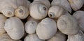 Group of Moon Snail Shells Royalty Free Stock Photo