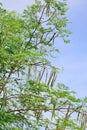 Group of Moringa on branch tree with blue sky background Royalty Free Stock Photo