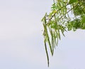 Group of Moringa on branch tree with blue sky background Royalty Free Stock Photo