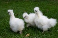 A group of moroseta white chicks raiding in a garden