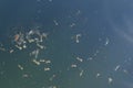 Group of mosquito larvae in the water in water tank, common house mosquito Culex pipiens