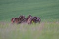 Group of moufflon in wild spring nature, wildlife, Slovakia. Royalty Free Stock Photo