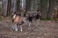 Group of European mouflons in the German forest Royalty Free Stock Photo