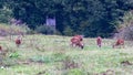 Group of mouflons. The mouflon Ovis orientalis orientalis group Royalty Free Stock Photo