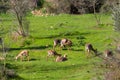 A group of Mountain gazelle in a park