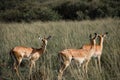Group of mountain gazelles in the savanna. Gazella gazella. Royalty Free Stock Photo