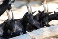 Group of mountain goats looking with grudge