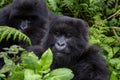 A group of mountain gorillas in the Volcanoes National Park, Rwanda Royalty Free Stock Photo