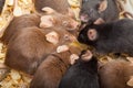 Group of Mouses