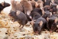 Group of Mouses Royalty Free Stock Photo