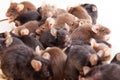 Group of Mouses Royalty Free Stock Photo