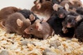 Group of Mouses Royalty Free Stock Photo