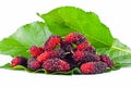 Group of mulberries with aleaves on white background healthy mulberry fruit food isolated Royalty Free Stock Photo