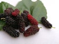 Group of mulberries and green leaf on isolated white background . Mulberry this a fruit and can be eaten. Mulberry is delicious an Royalty Free Stock Photo