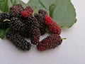 Group of mulberries and green leaf on isolated white background . Mulberry this a fruit and can be eaten. Mulberry is delicious an Royalty Free Stock Photo