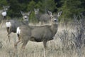 Group of Mule Deer Royalty Free Stock Photo