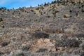 A group of Mule Deer Does near Wheatland, WY Royalty Free Stock Photo