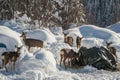 Mule Deer Group Invasion Royalty Free Stock Photo